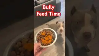 Bully Puppy Feed time !! #shortvideo #shorts #short #puppy #food