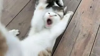 The Funniest Animal Moments on the Internet!🐾 #47