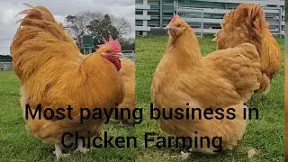 Which Is The Most Paying Business In Poultry Farming,  Eggs, Chicks, Meat or Breeding?