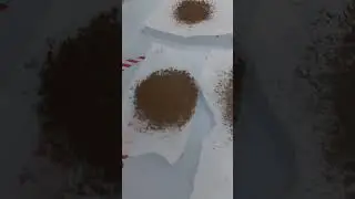 cannabis hemp extraction with ice water seiving of Thai Stick #thailand #chiangmai #420 #mmj