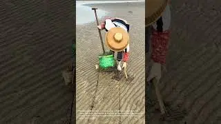 Beach Clam Digging: Traditional Harvesting Methods