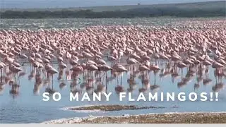 Unforgettable PINK FLAMINGO EXPERIENCE At Lake Elementaita