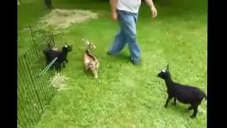 Funny Goat Videos  Funny Goat Noises Compilation 2015