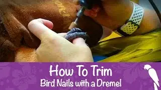 How to Trim Your Bird's Nails
