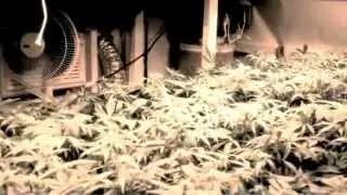PRO SCROG GROW week 2 Flower