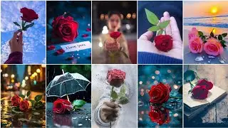 Rose wallpaper photo part 2| Flower wallpaper photos for whatsapp dp pic | flower photo/pics