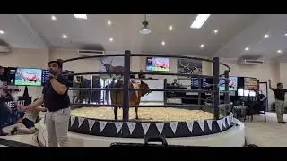 Lot 18 at the NTABA NYONI BORAN Auction sells to Olifantsklip Game Farm & Boran Stud for R280 000