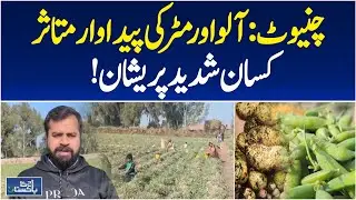 Climate Change Impact | Chiniot Farmers | Potato & Pea Crops Affected - Aaj Pakistan News