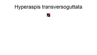 Hyperaspis Transversoguttata
