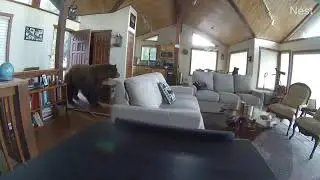 Bear breaks door down!