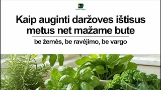 Kaip auginti daržoves vandenyje
