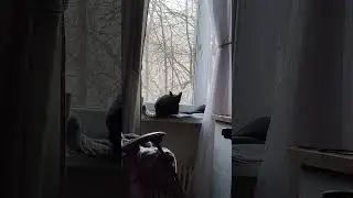 Котика и метель за окном ) #оле7 #ластёна #cat #котофейка #cats #кот #котик #видосыоткота