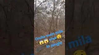 Gon for enjoy in orcha but I and my friends seen lion 😱😱😱