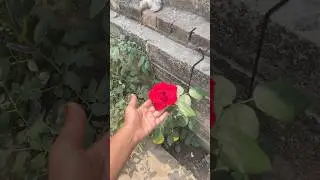 English Rose flowers 🌹 #roseplant #roseflower #gardening