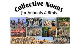 collective Nouns for animals & Birds/Collective Nouns/english grammar/grammar#shorts