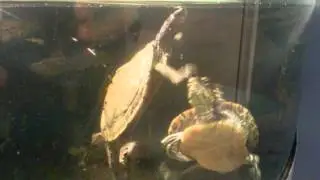 weird turtle behavior