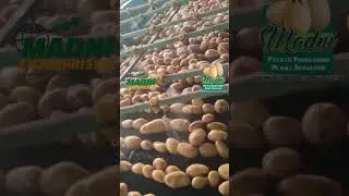 Inside Madni Potato Processing Plant | Export Standards #madnienterprises #madnienterprises #potato