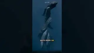 Why can sperm whales dive so deep and hold their breath for so long?. #whale #sperm #animals #facts