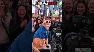 Cat Travel Vlog With Funny Lip Sync And Public Reactions #satisfyingvideos
