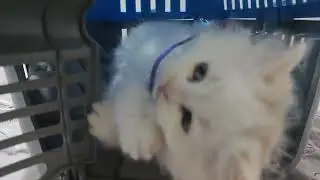 Cute cat plays with human 🤣😍