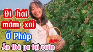 #7 Đi hái và ăn trái mâm xôi thả ga tại vườn trái cây ở Alsace - ngắm ruộng nho - làng quê ở Pháp