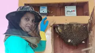 Almari me aaya madhumakhi ka swarm 🐝 💐 🍯