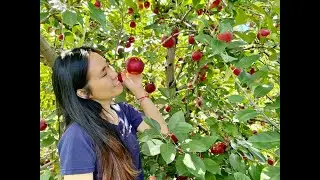Hái và ăn trái cây no căng bụng tại vườn ở Mỹ - Cuộc sống Mỹ