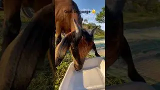 Goat language 🫨 #bestmoments #goat #funny