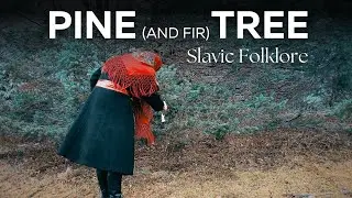 Pine (and fir) tree symbolism in Slavic folklore