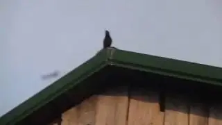 Grackle Sounds Off From Top of the Barn