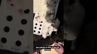 Puppies are starting cognitive training 