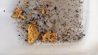 На скальном грунте обнаружены золотоискатели!!