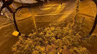 Week 8 1/2 quick update. White Widow, Rasta Kush, Cookies and Northern Lights x Rasta Terp Daddy x