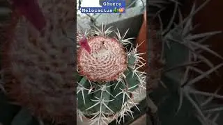 Cactus  Mel&oacute;n #solitarios # globulares#cefalio#