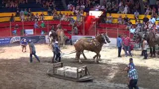 Tire de chevaux lourd 2018-1