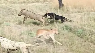 Find odd Italian brainrot | Boar hunting dogs | Pig vs Dogs. Chase Sanglair 2025.