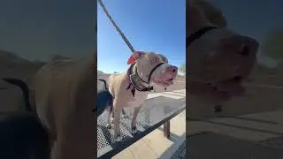 Go get em tiger (Bambi&Bebs!) #doglover #fypyoutube