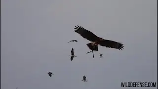 Wild Defense Falconry Services