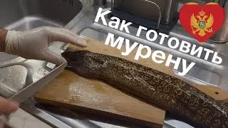 Мурена как готовить 🇲🇪 Мурена из Адриатического моря у побережья Черногории... Как поймать мурену