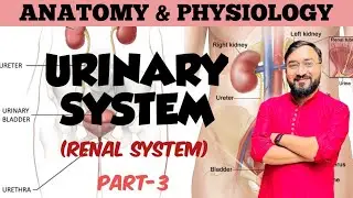 Urinary System | Part-3 | Regulation of Water Balance | Ureter | Urinary Bladder | Urethra | A & P