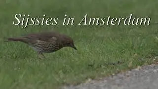 Sijssies in Amsterdam Update 07 2017