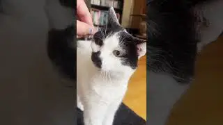 Squeak!  Caturday meows, purrs, and scritches with Sam Sam #shorts