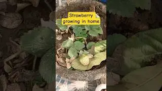 Strawberry growing #shortvideo #shortsfeed #strawberry #homegardening #viralshorts #motivation