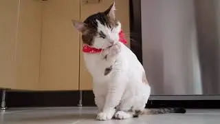 Tiny paws, Big Drama