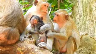 Protective Mom Jazzy Stays Alert as Baby Jiva Meets a Young Monkey