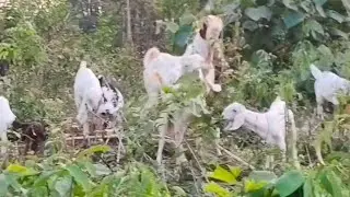 കാണുമ്പോൾ വീണ്ടും വളർത്താൻ തോന്നും പക്ഷേ