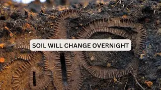 These &ldquo;Invisible&rdquo; Earthworms Transformed My Soil In No Time