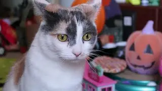 Biscotti will steal your seat