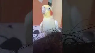 Olaf cabeleireira, Scott com ci&uacute;mes!!