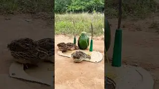 Easy DIY Bird Trap # Simple Quail Trap #shorts